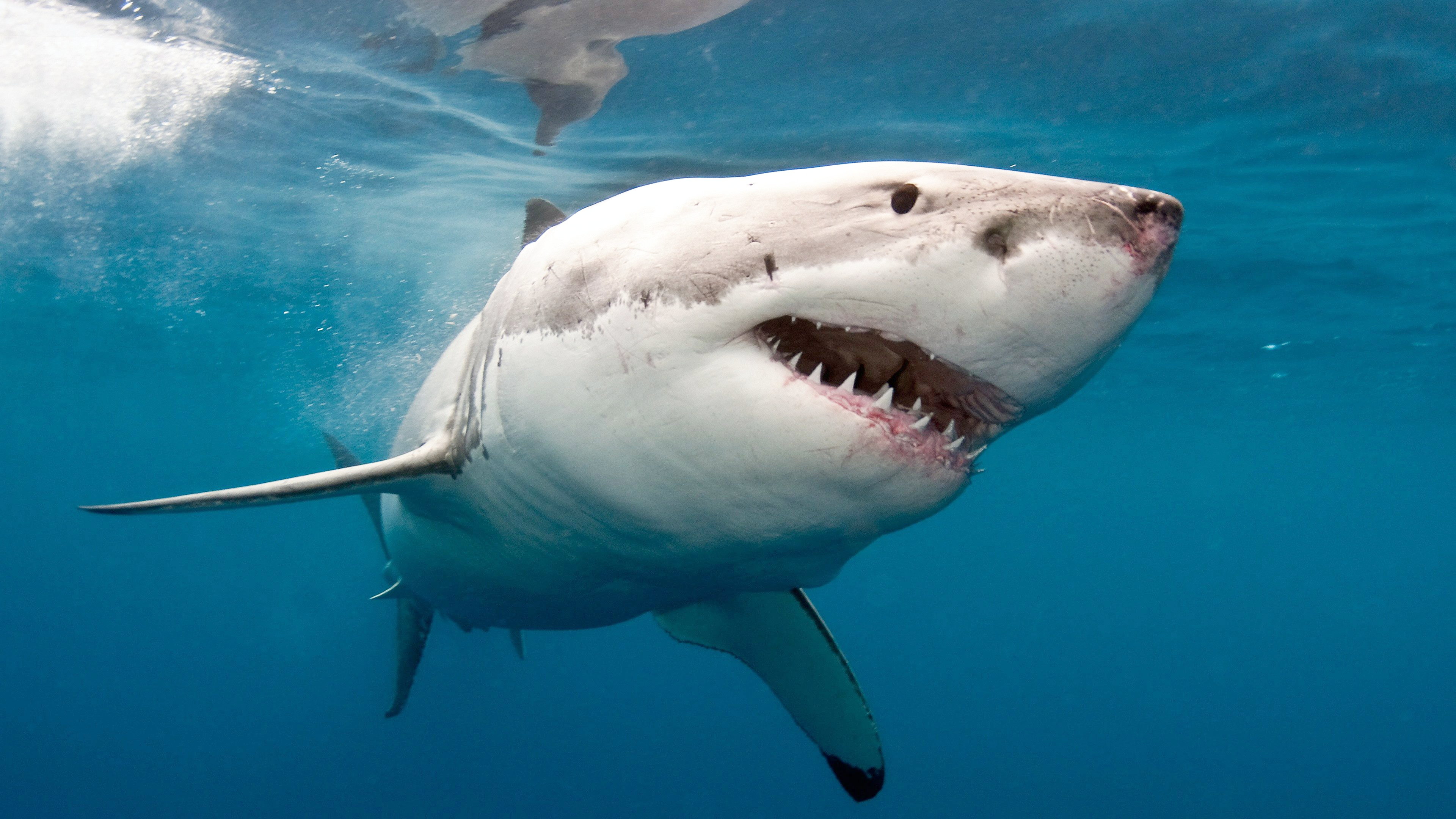 Great White Shark Under The Sea Great White Shark Under The Sea large white shark progresses north large white shark progresses north new